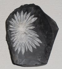 Chrysanthemenstein